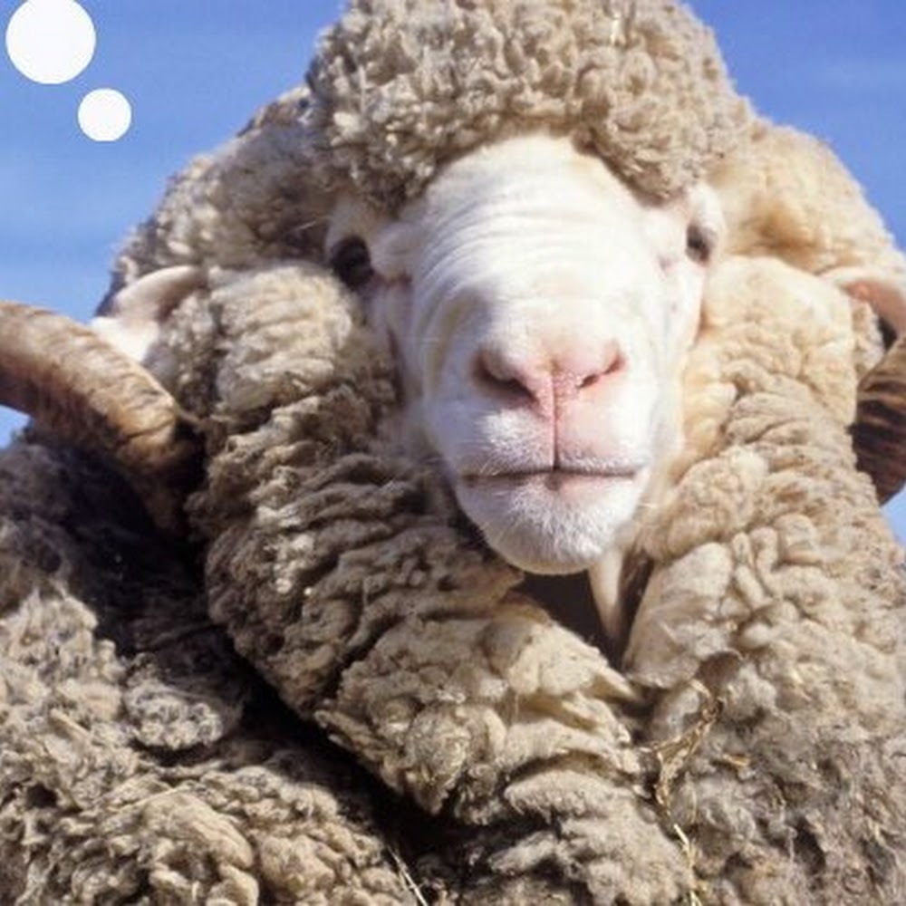 Meet your Posher, Lotus.